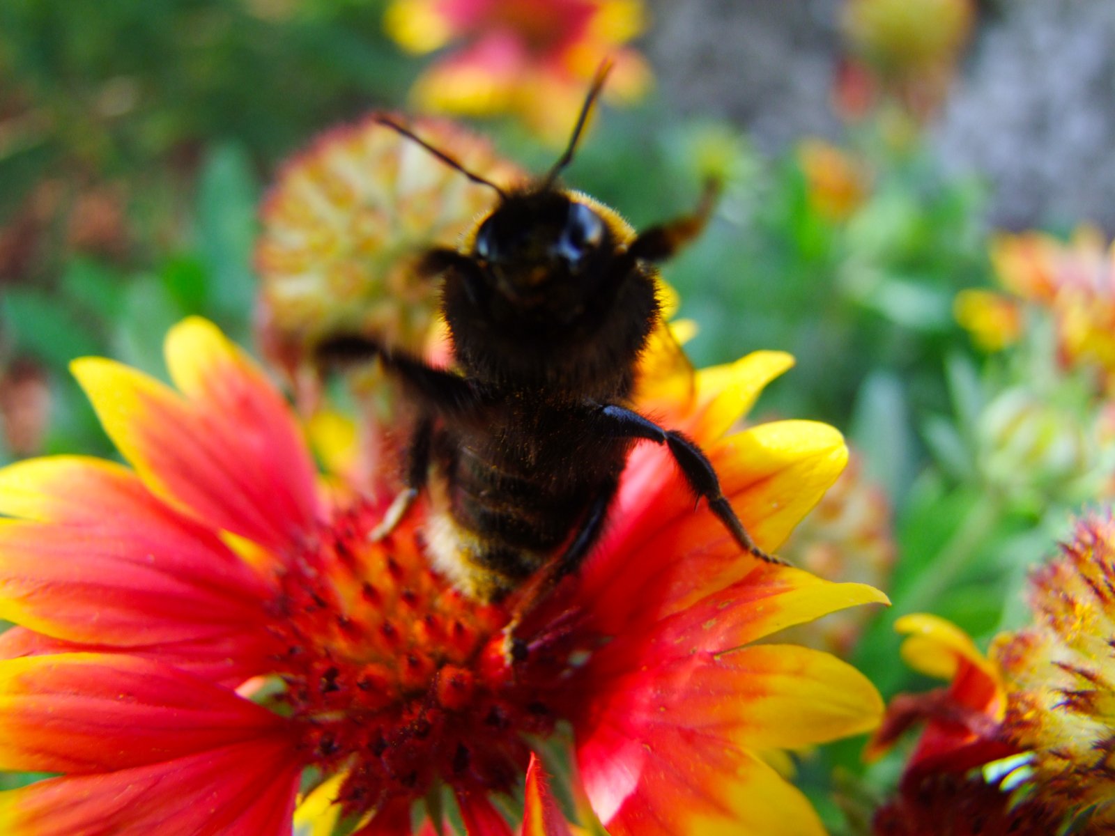 Wallpapers Nature Flowers avez vous dj vu... un bourdon sur un objectif ?