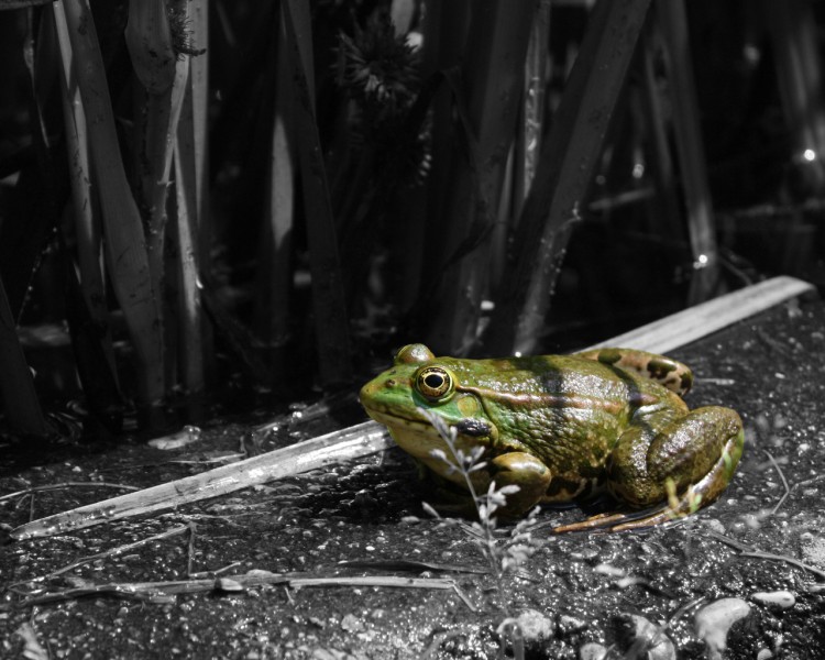 Wallpapers Animals Frogs - Toads Grenouille