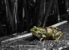 Wallpapers Animals Grenouille