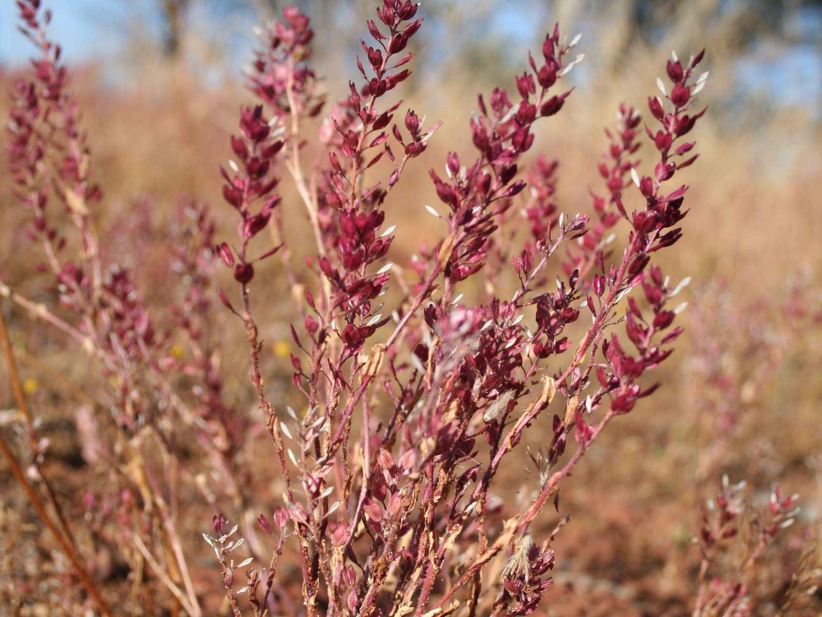 Wallpapers Nature Flowers belle d'automne