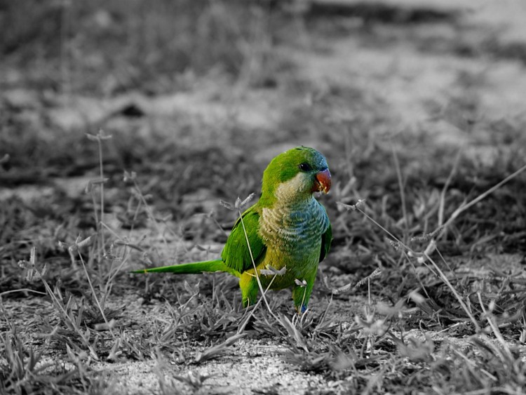 Wallpapers Animals Birds - Parrots Perroquet sur Miami Beach