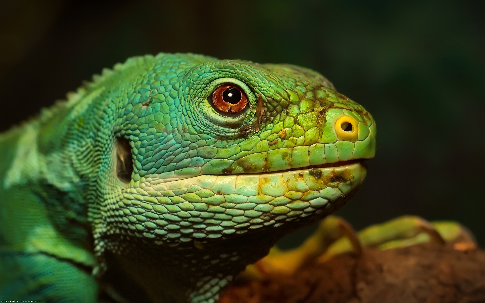 Wallpapers Animals Lizards - Iguanas Joli vert !