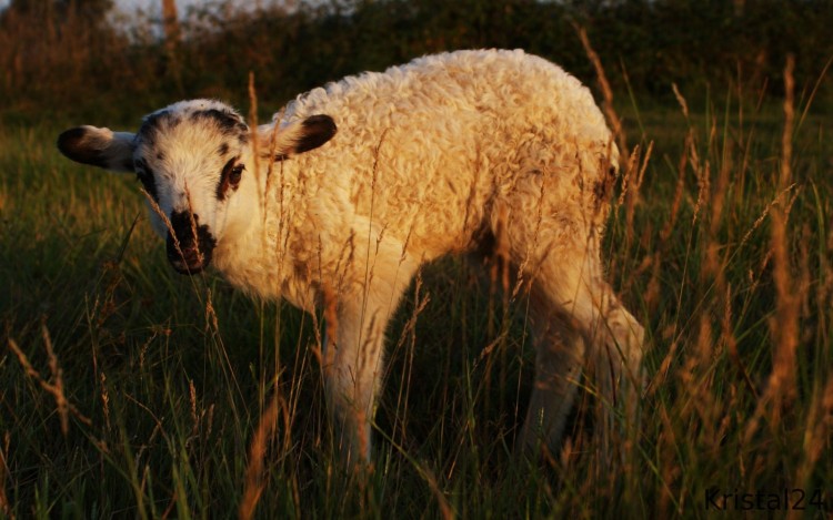 Fonds d'cran Animaux Moutons - Mouflons Un ti mouton ^_^