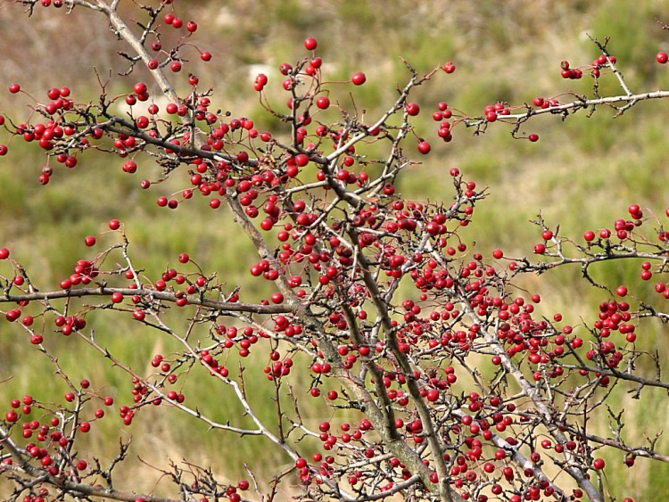 Fonds d'cran Nature Plantes - Arbustes Aubpine