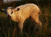 Fonds d'cran Animaux Un ti mouton ^_^