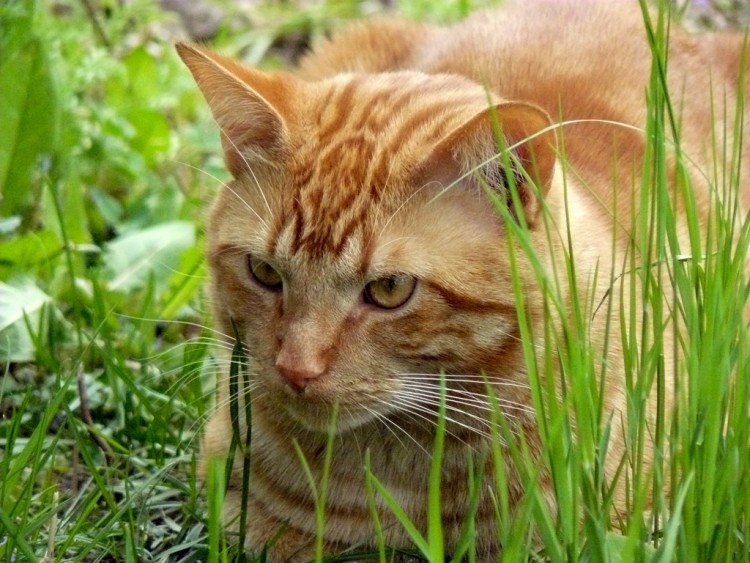 Fonds d'cran Animaux Chats - Chatons perdu ducran