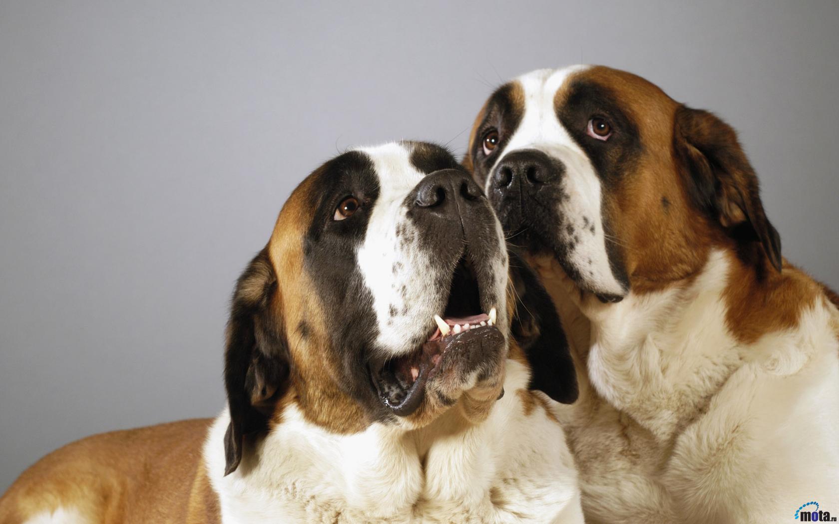 Fonds d'cran Animaux Chiens Saint Bernard