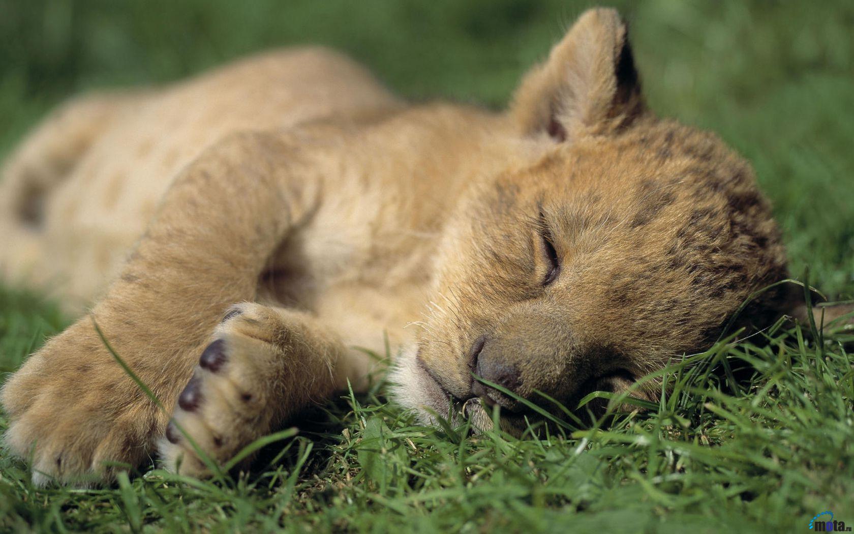 Fonds d'cran Animaux Flins - Lions 