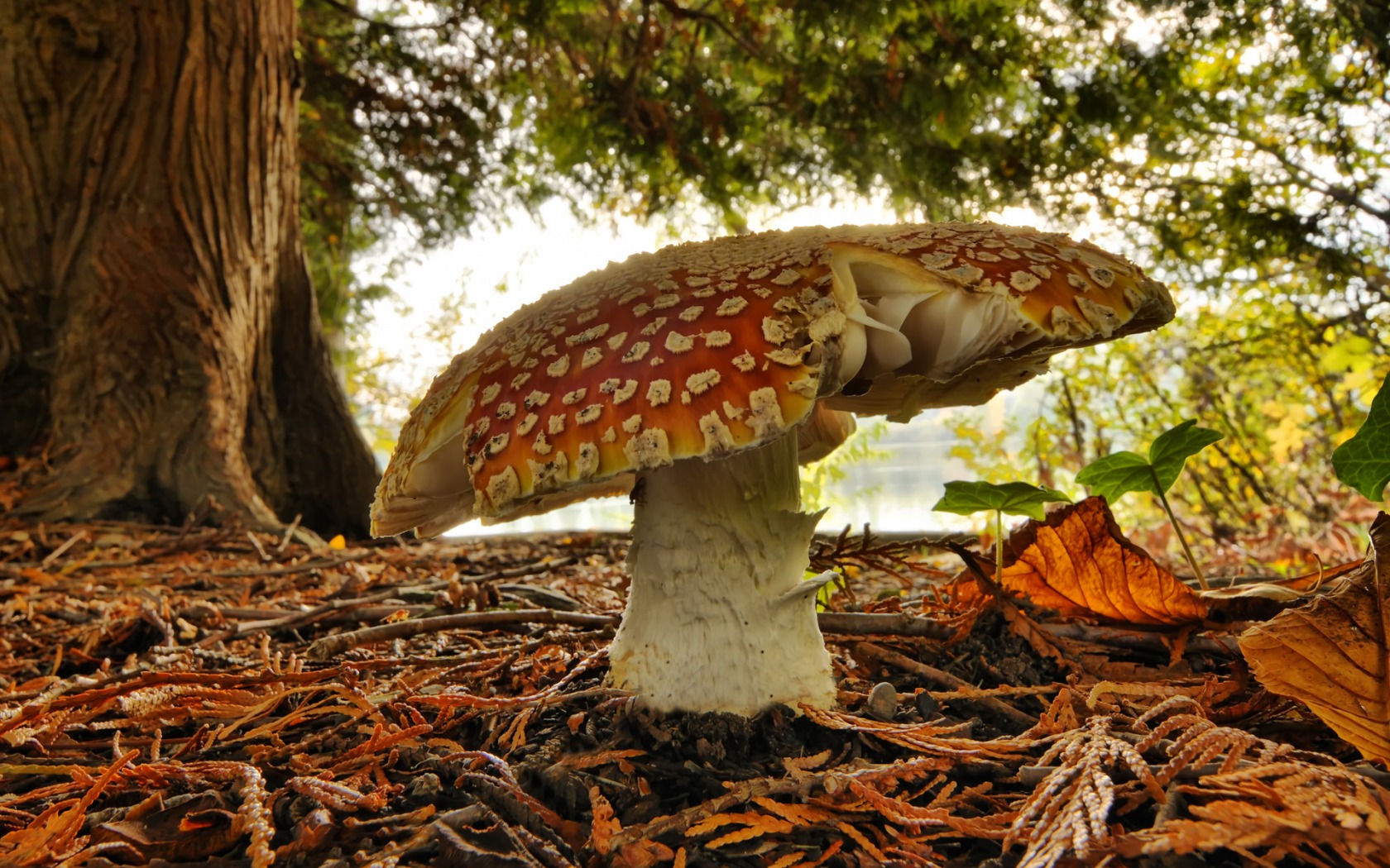 Wallpapers Nature Mushrooms 