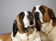 Fonds d'cran Animaux Saint Bernard