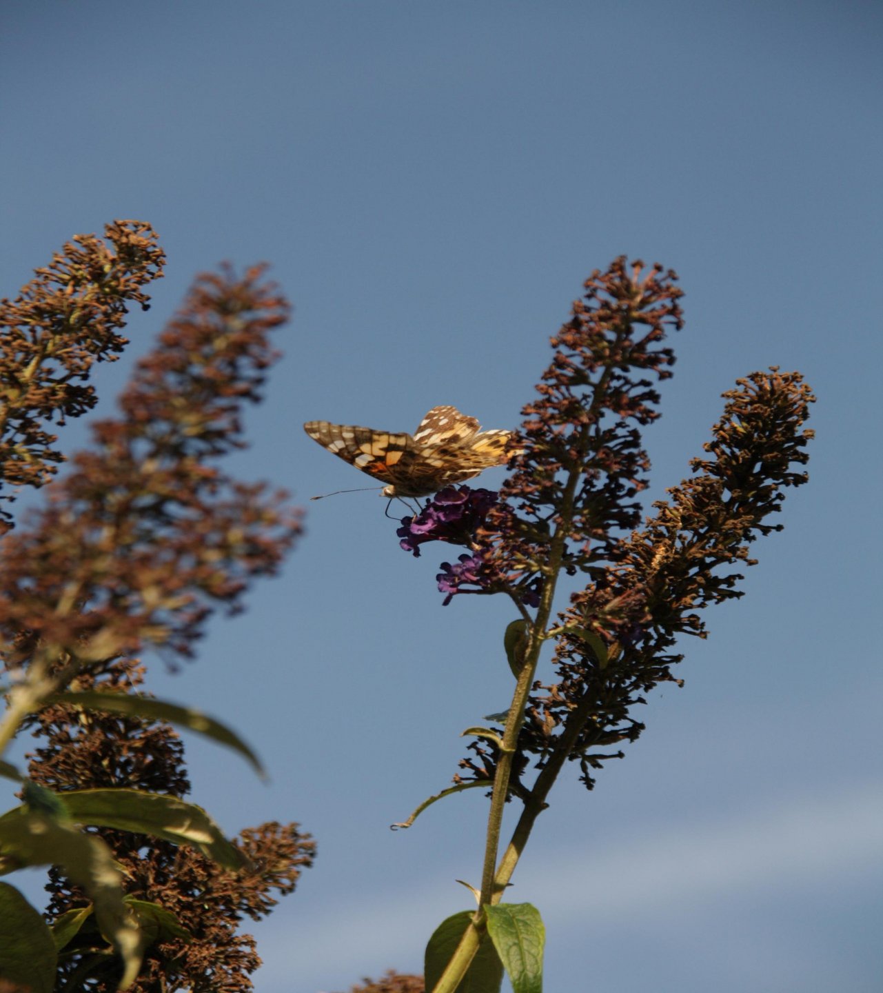 Fonds d'cran Animaux Insectes - Papillons 