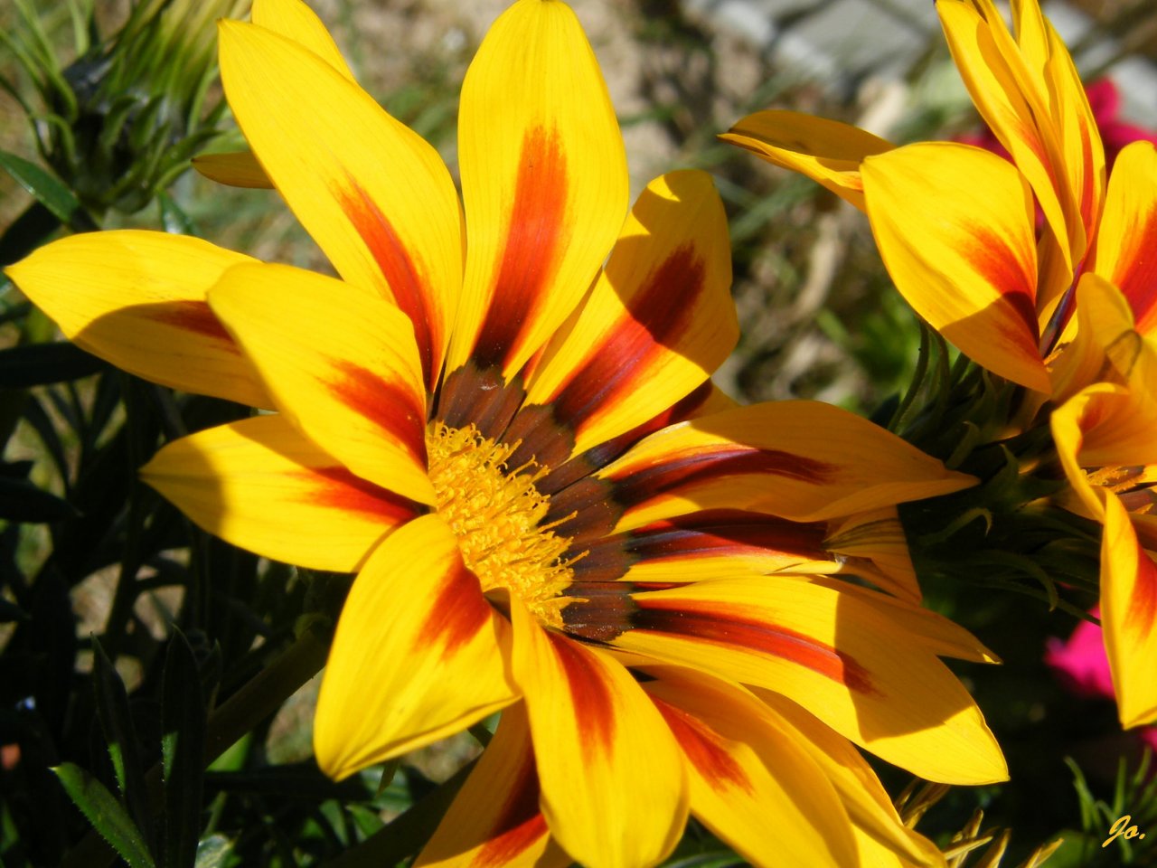 Fonds d'cran Nature Fleurs 