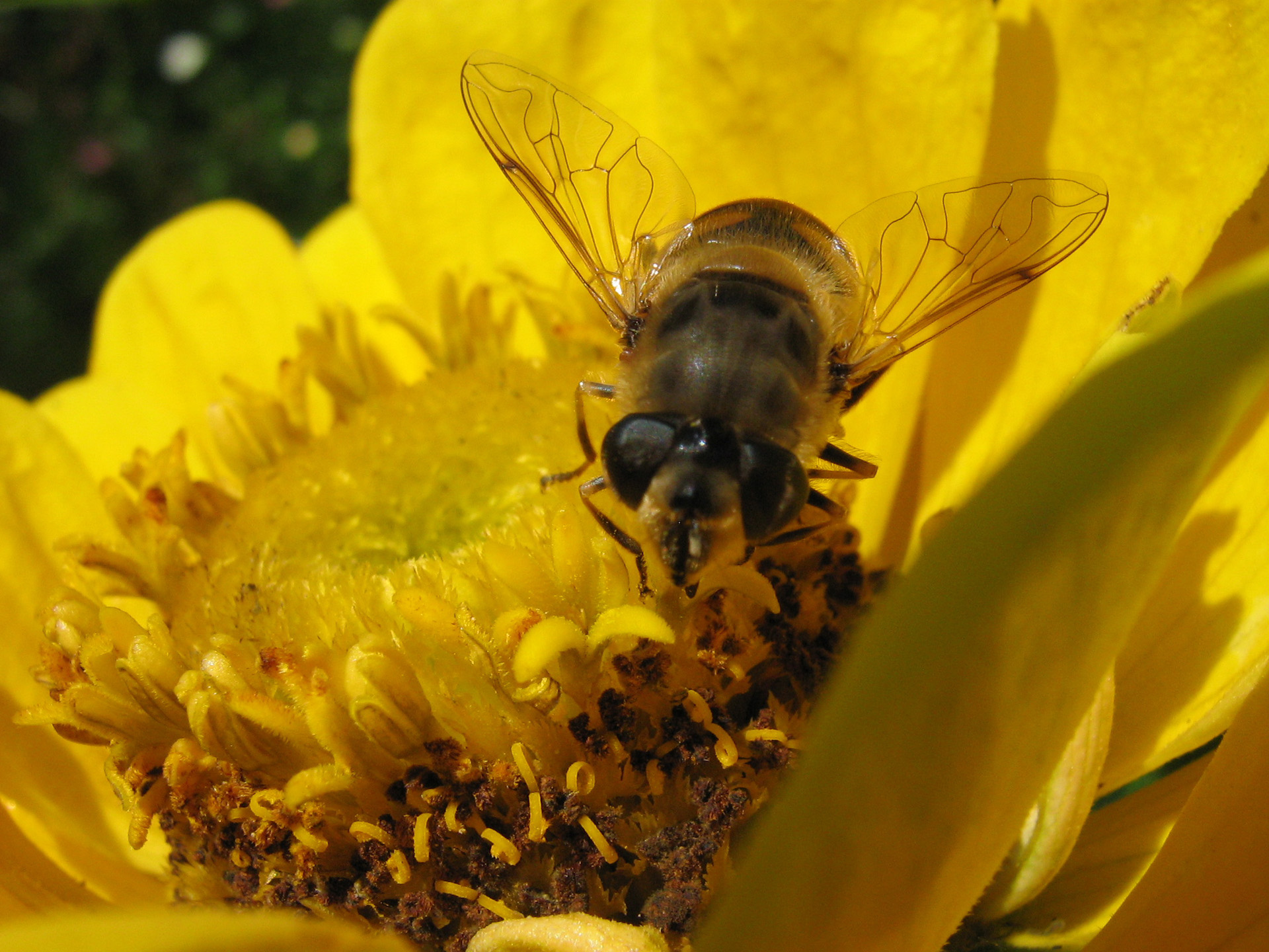 Fonds d'cran Animaux Insectes - Abeilles Gupes ... Abeille