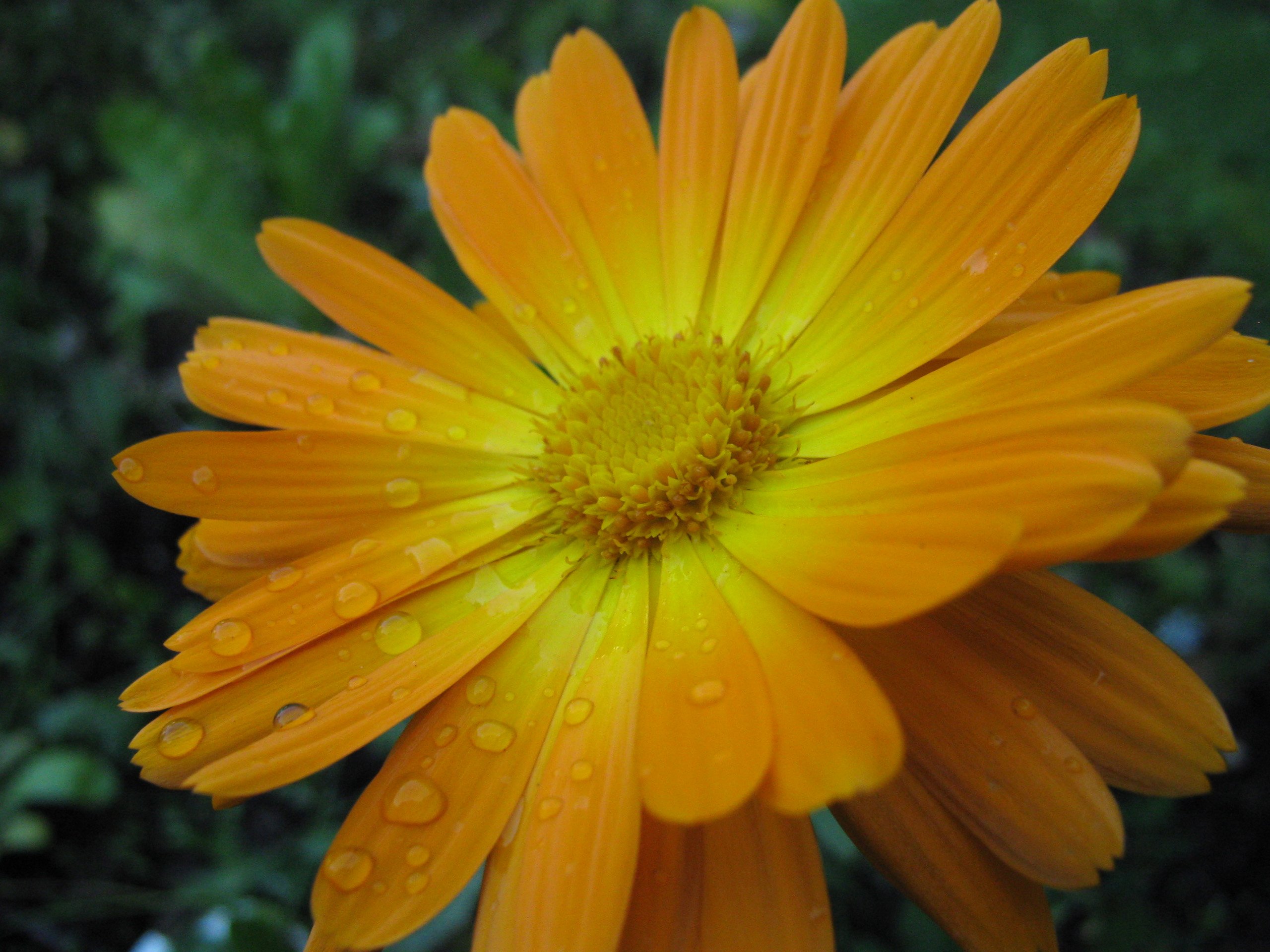 Fonds d'cran Nature Fleurs Orange Flower