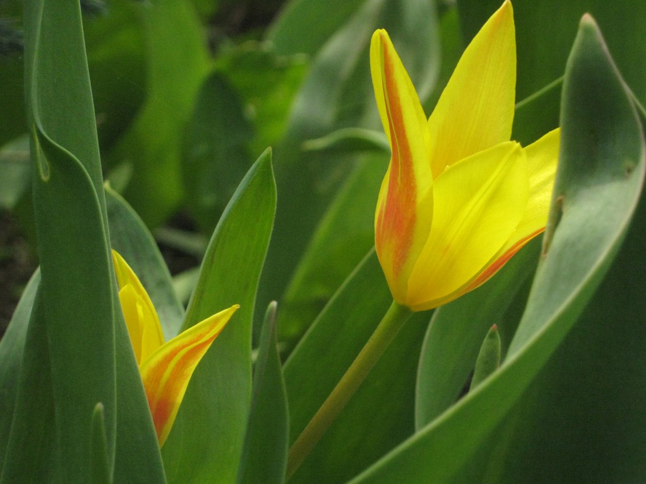 Fonds d'cran Nature Fleurs 