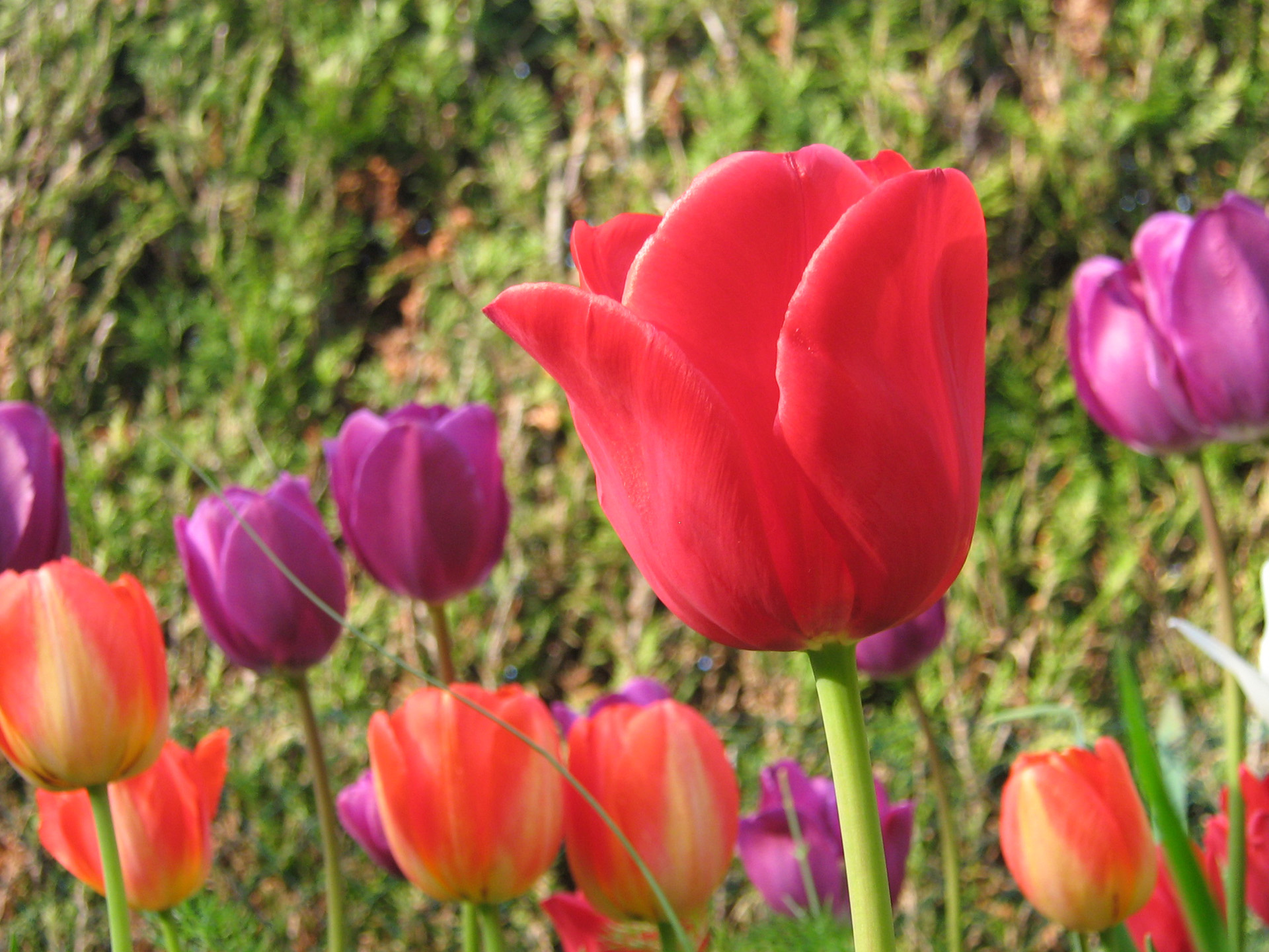 Fonds d'cran Nature Fleurs 