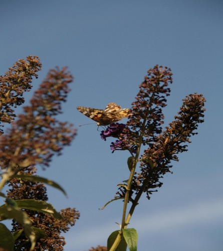 Fonds d'cran Animaux Insectes - Papillons Wallpaper N251695