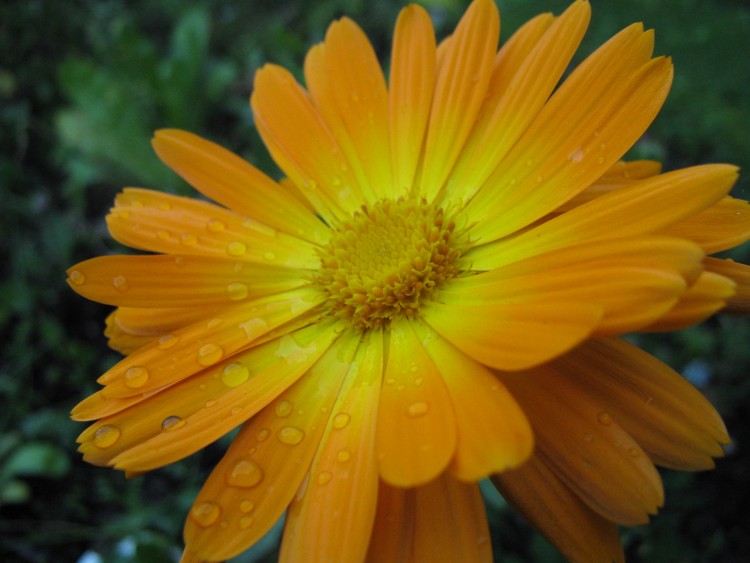 Fonds d'cran Nature Fleurs Orange Flower