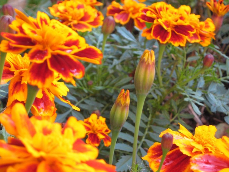 Fonds d'cran Nature Fleurs Bud