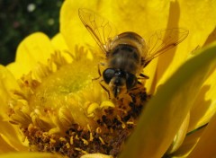 Fonds d'cran Animaux Abeille