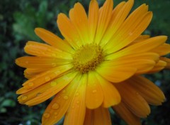 Fonds d'cran Nature Orange Flower