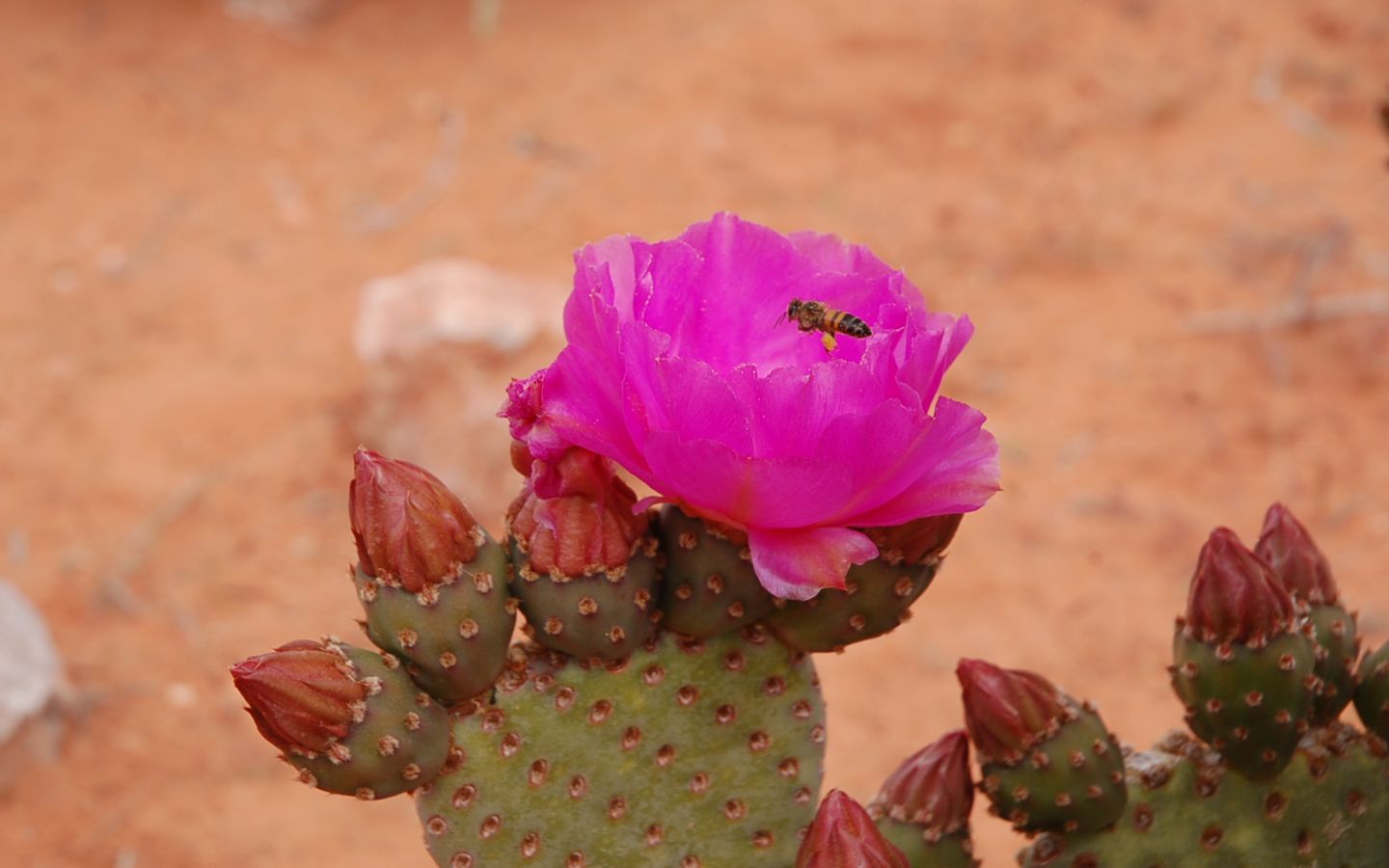 Wallpapers Nature Flowers 