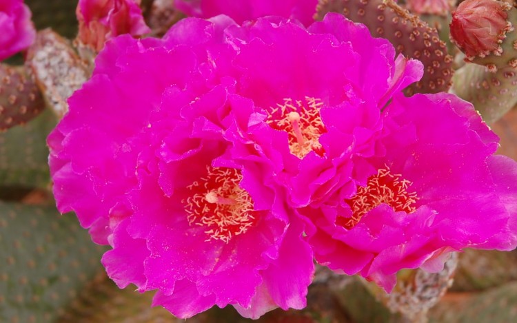 Fonds d'cran Nature Fleurs fleur de cactus