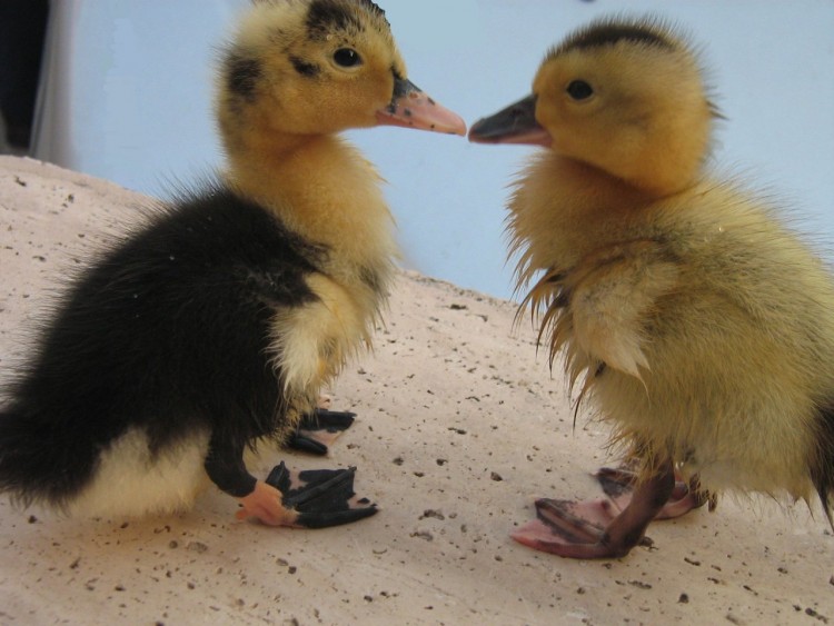 Fonds d'cran Animaux Oiseaux - Canards 2 Ptits Canards