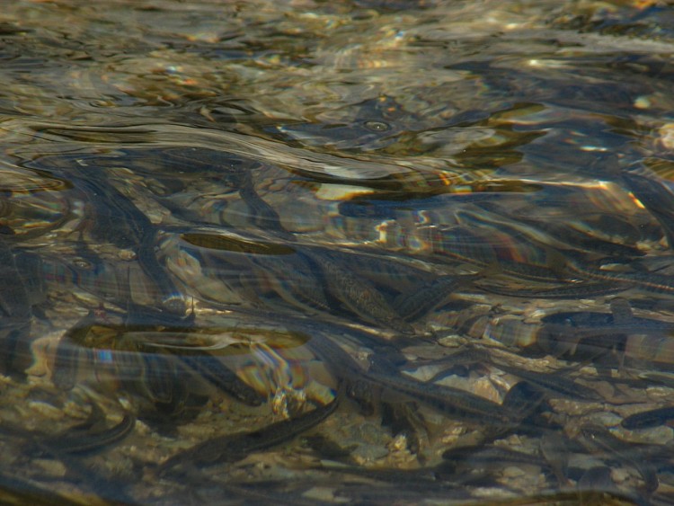 Wallpapers Animals Fishes - In the river Banc de verons au lac d'Ilhou ( Hautes Pyrnes )