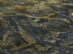 Wallpapers Animals Banc de verons au lac d'Ilhou ( Hautes Pyrnes )