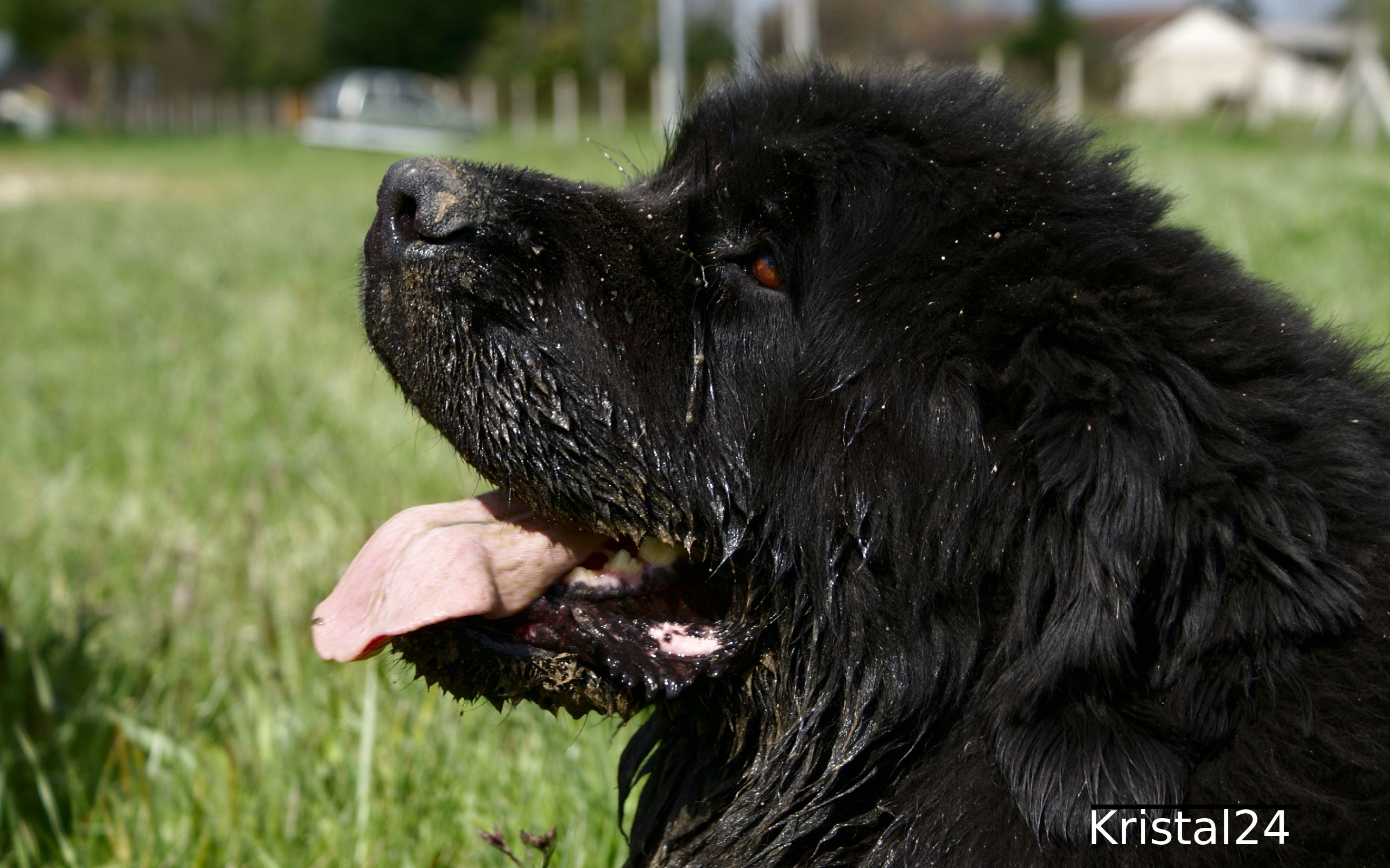 Fonds d'cran Animaux Chiens Terre Neuve