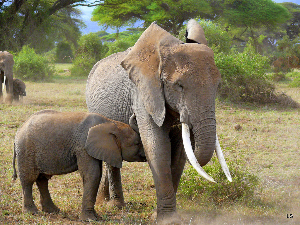 Wallpapers Animals Elephants L'heure du biberon