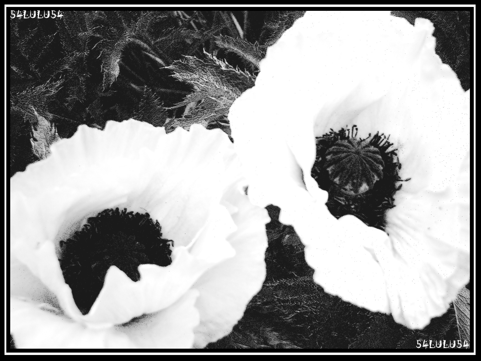 Wallpapers Nature Flowers fleurs fleur noir blanc image photo photographie pavot