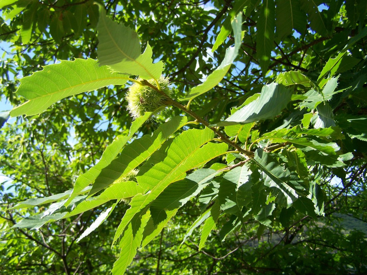 Fonds d'cran Nature Arbres - Forts Chtaigne