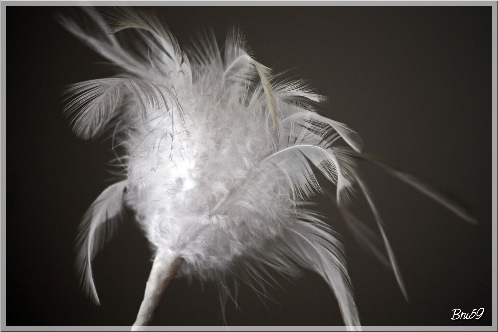 Wallpapers Objects Miscellaneous Eclosion de plumes