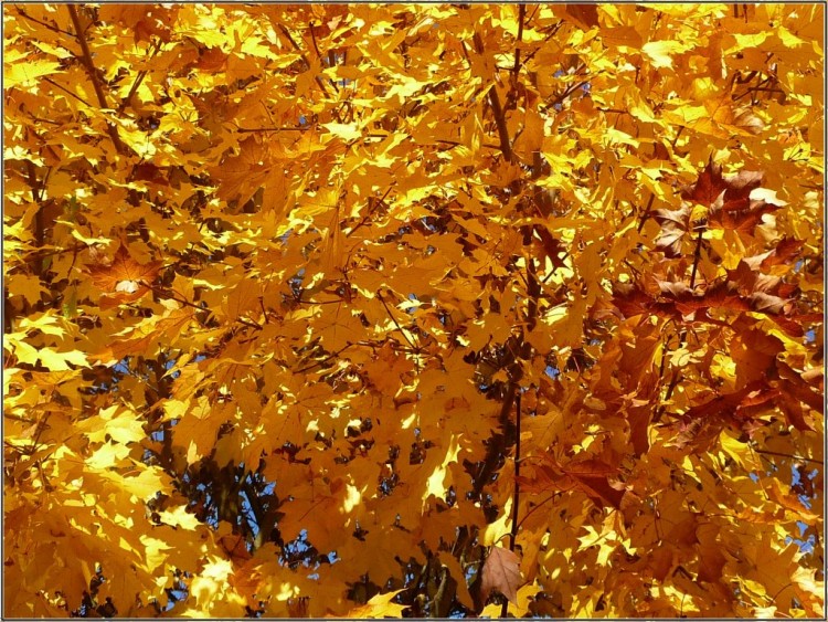 Fonds d'cran Nature Feuilles - Feuillages Couleurs d'automne