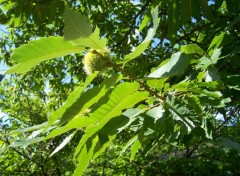 Fonds d'cran Nature Chtaigne