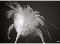 Wallpapers Objects Eclosion de plumes