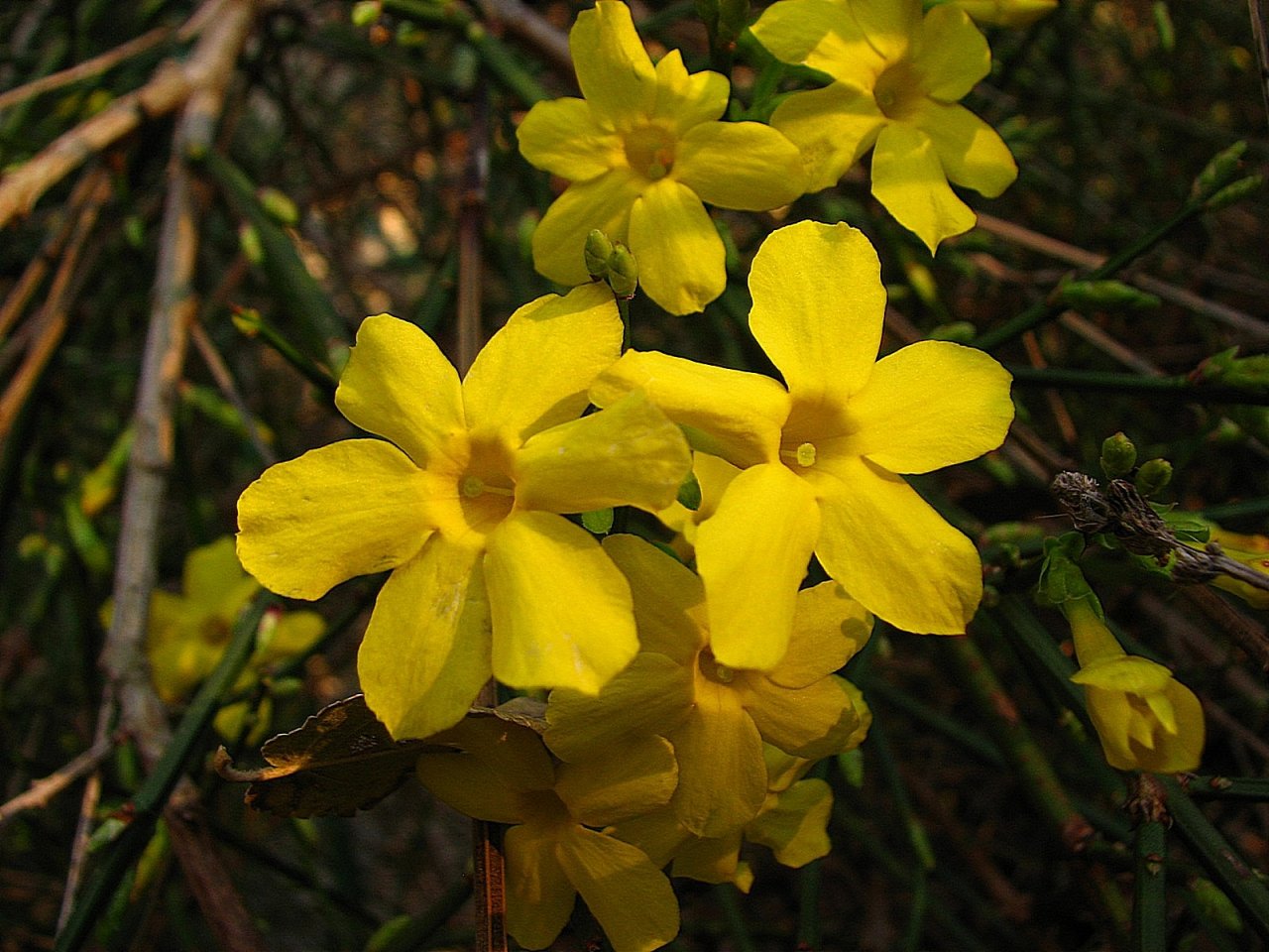 Fonds d'cran Nature Fleurs Jasmin d'hiver