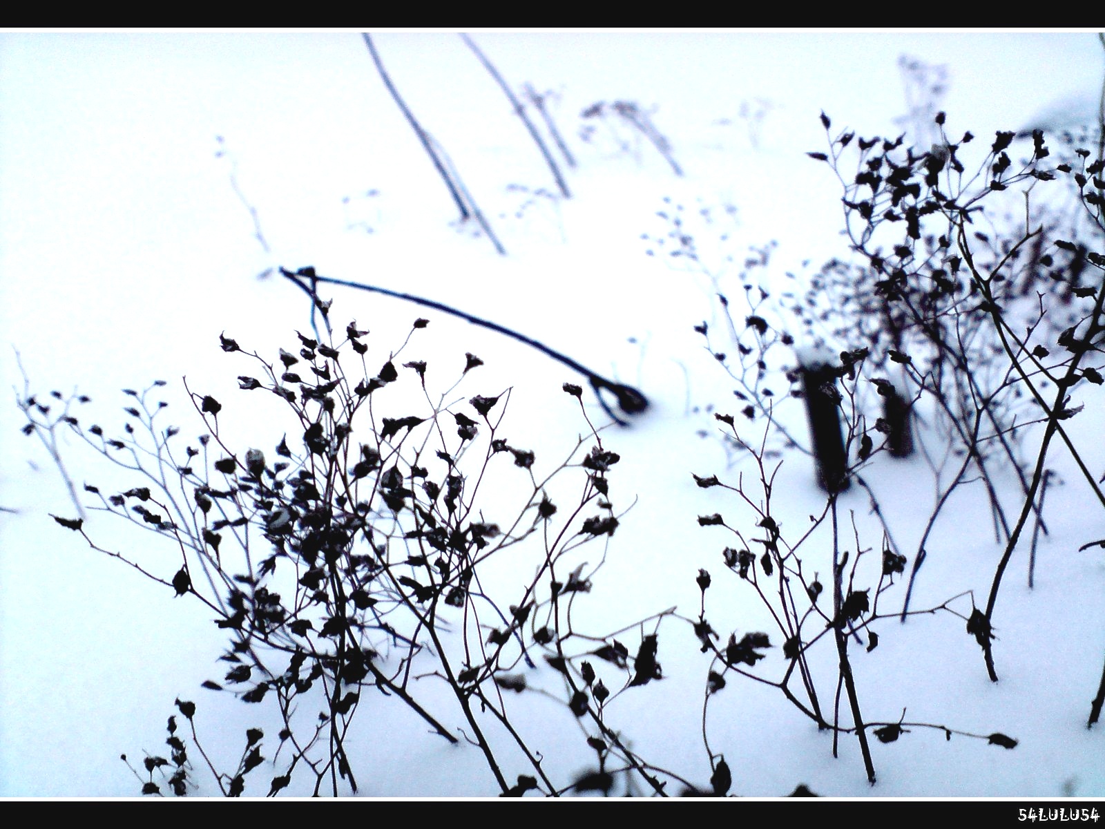 Fonds d'cran Nature Saisons - Hiver nature neige hiver hivers noel plante fleurs fleur noir blanc