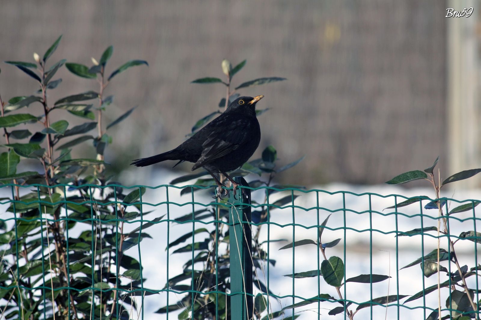 Wallpapers Animals Birds - Merles Merle sur clotre en hiver