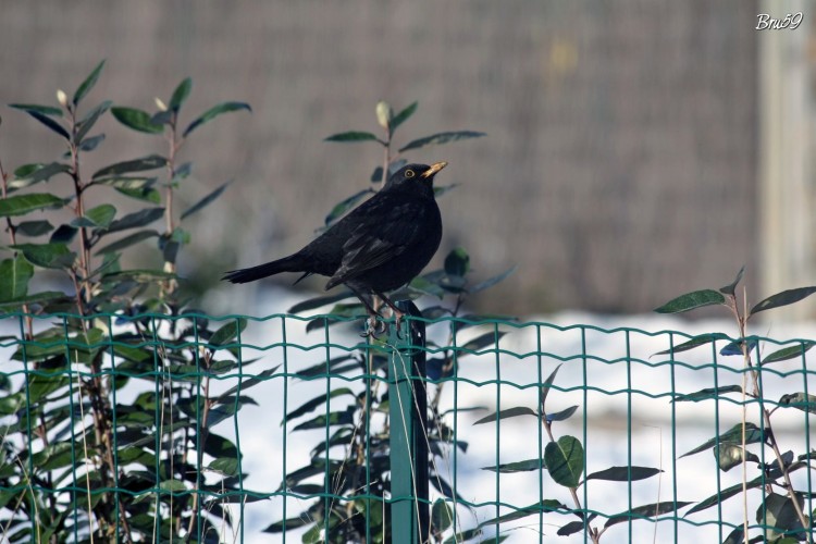 Fonds d'cran Animaux Oiseaux - Merles Merle sur clotre en hiver