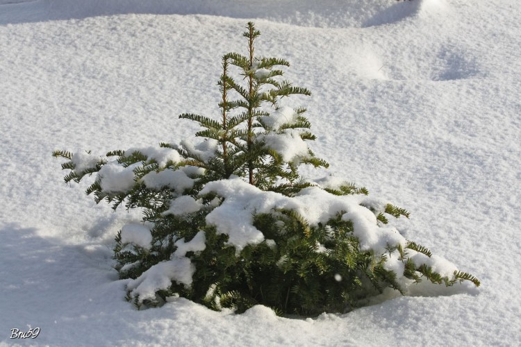 Fonds d'cran Nature Saisons - Hiver Sapin sous la neige