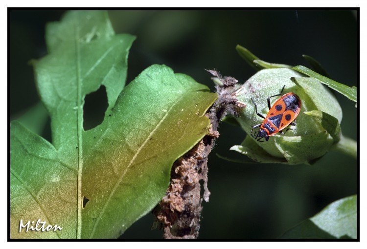 Fonds d'cran Animaux Insectes - Gendarmes Macro Photo 001