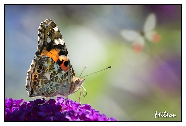 Fonds d'cran Animaux Insectes - Papillons Macro Photo 003