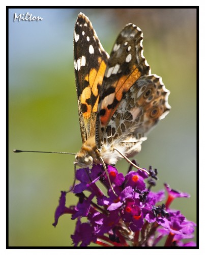 Fonds d'cran Animaux Insectes - Papillons Macro Photo 004