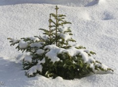 Fonds d'cran Nature Sapin sous la neige