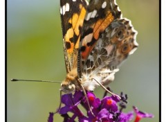 Fonds d'cran Animaux Macro Photo 004