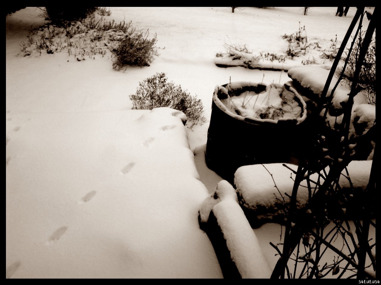 Fonds d'cran Nature Saisons - Hiver nature paysage noel neige hivers hiver arbre plante noir blanc fleur fleurs pas chat