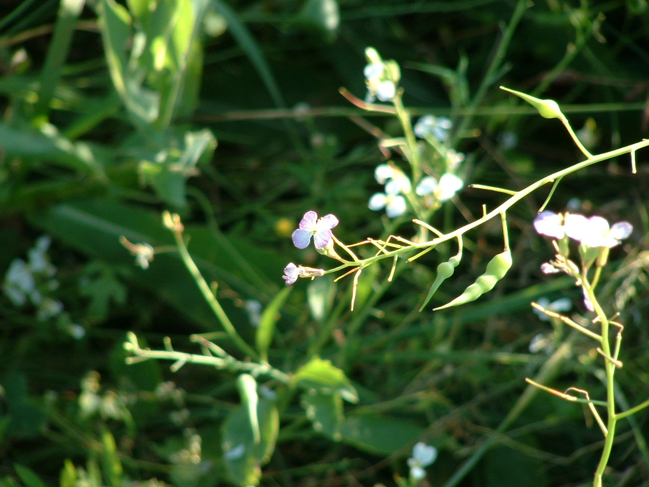 Fonds d'cran Nature Fleurs 